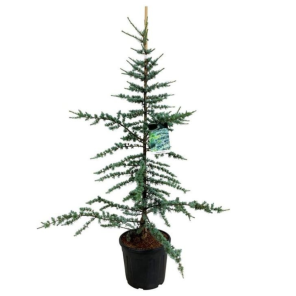 Cedrus glauca.png