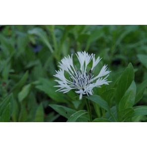 Centaurea montana Alba.jpg