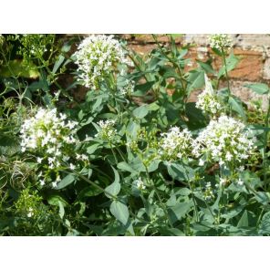 centranthus ruber albus.jpg