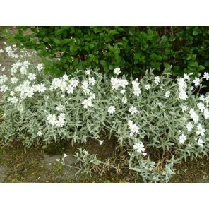 Cerastium tomentosum.jpg