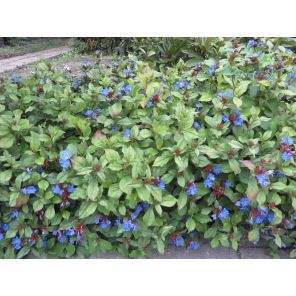 Ceratostigma plumbaginoides.jpg