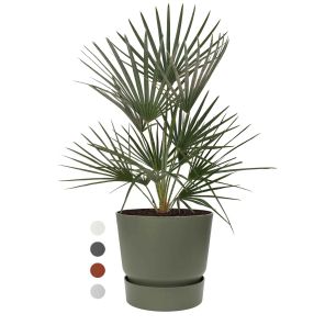 chamarops-humilis-pot-greenville_02c162.jpg