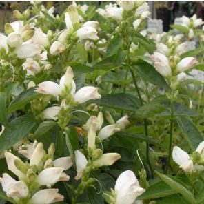 Chelone obliqua Alba.jpg