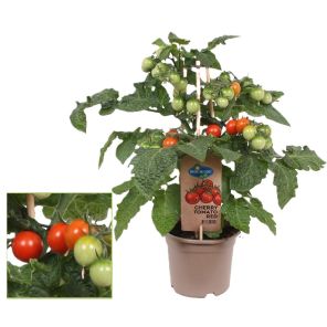 cherry tomaat.jpg