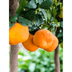 chinotto 3.png