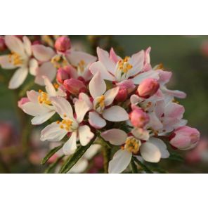 Choisya t. 'Apple Blossom'.jpg