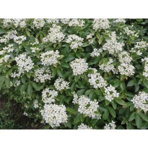 Choisya ternata.jpg