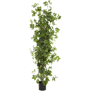 Cissus Plant PNG.png