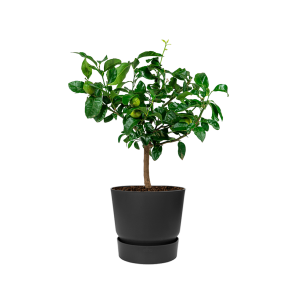 Citroenboom in Elho Greenville round DM 25 cm - antraciet.png