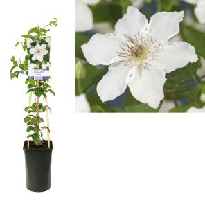 clematis destiny.jpg