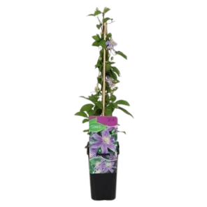 clematis justa.png