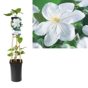 clematis madame le coultre.jpg
