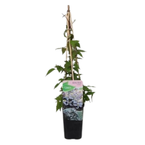 clematis tetrarose.png