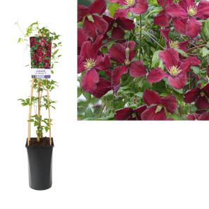 clematis vitiwester.jpg
