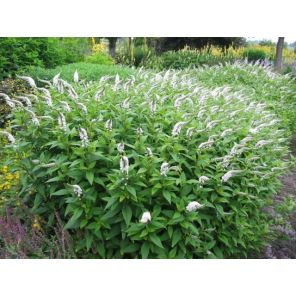 clethroides.jpg