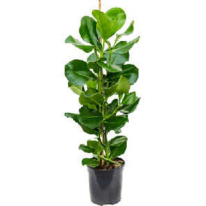 Clusia rosea.png