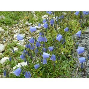 cochleariifolia.jpg