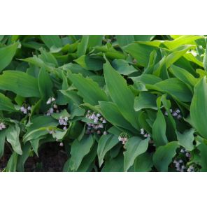 Convallaria maj. 'Rosea'.jpg