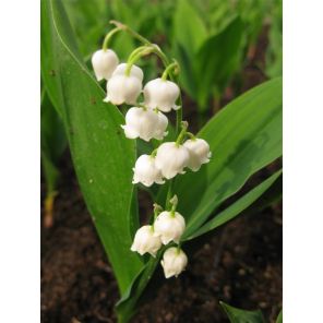 Convallaria majalis.jpg