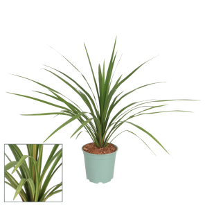 Cordyline Peko S.png