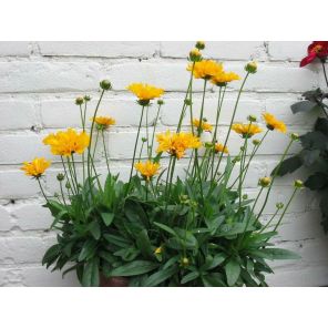 Coreopsis grand. 'Early Sunrise'.jpg