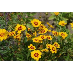 Coreopsis grand. 'Sonnenkind'.jpg