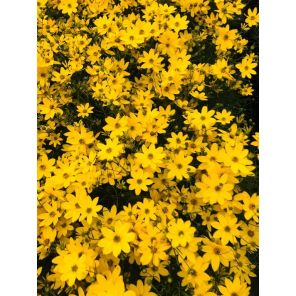 Coreopsis vert. 'Zagreb'.jpg