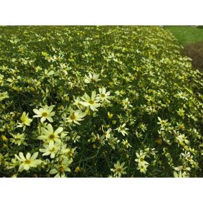 Coreopsis vert. 'Moonbeam'.jpg