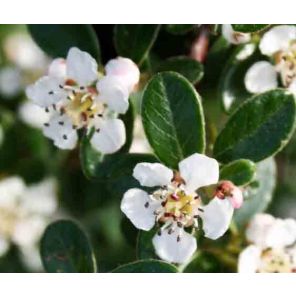 cotoneaster-dammeri-close_8b829d.jpg