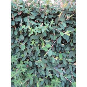 Cotoneaster lacteus.jpg