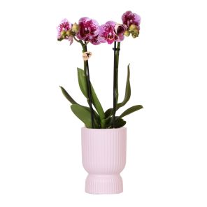 coupepink1.jpg