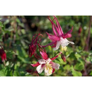 crimson star.jpg