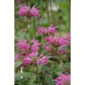 croftway pink.jpg