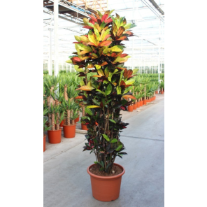 croton iceton xxl.png