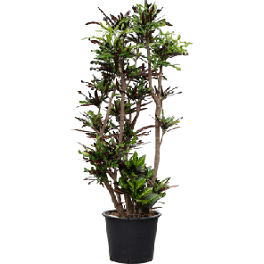 croton mammi xxl.png