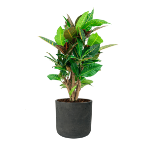 Croton Struik Nerve S in Rugged Charlie L - antraciet.png