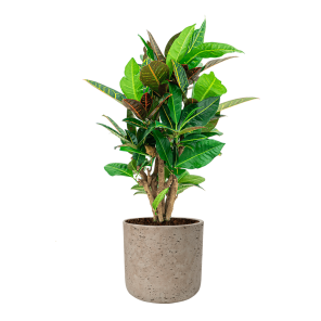 Croton Struik Nerve S in Rugged Charlie L - creme.png