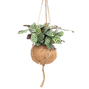 Ctenanthe Burle-Marxii in kokodama (1).png