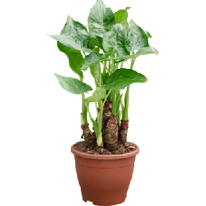 cucullata s.png