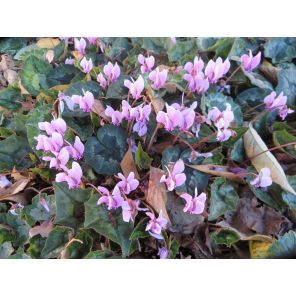 Cyclamen hederifolium.jpg