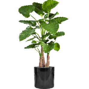 Cylinder Ceramic Zwart 1.png