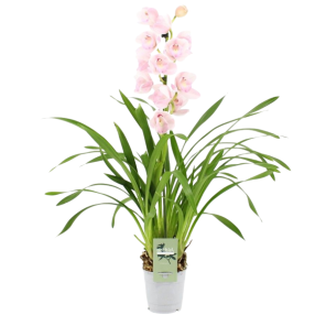 cymbidium roze.png