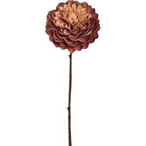 dahlia bruin.png