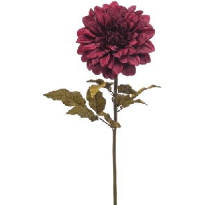 dahlia burgundy.png