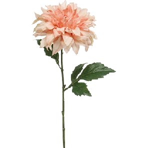 dahlia perzik.png