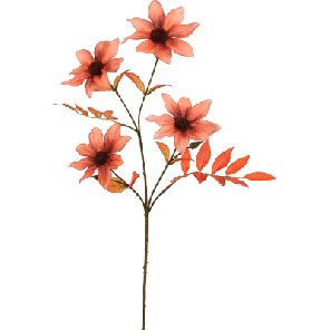 dahlia tak bruin.png