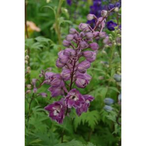 Delphinium Astolat.jpg