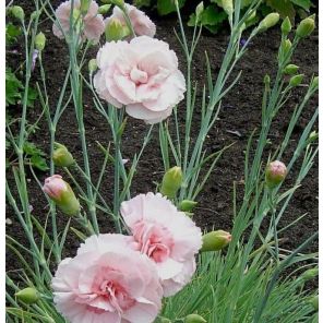 Dianthus (P) 'Doris'.jpg