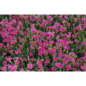 Dianthus Pink Kisses.jpg