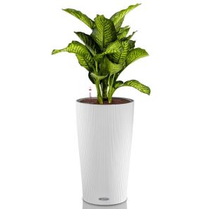 dieffenbachia-cilindro-wit_eed3d8.jpg